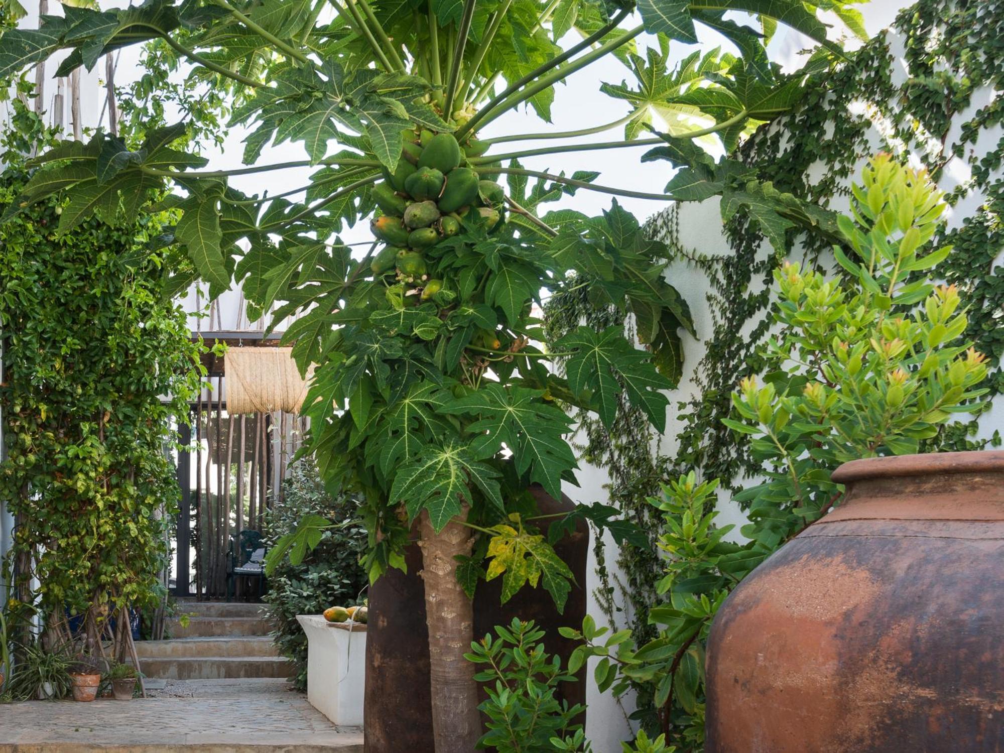 Altanure Almatere - Food Forest Boutique Stay Tavira Luaran gambar